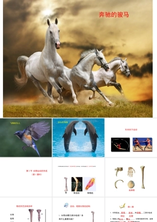 八年级生物上册 15.2 动物运动的形成课件（2）（新版）北师大版-（新版）北师大版初中八年级上册生物课件