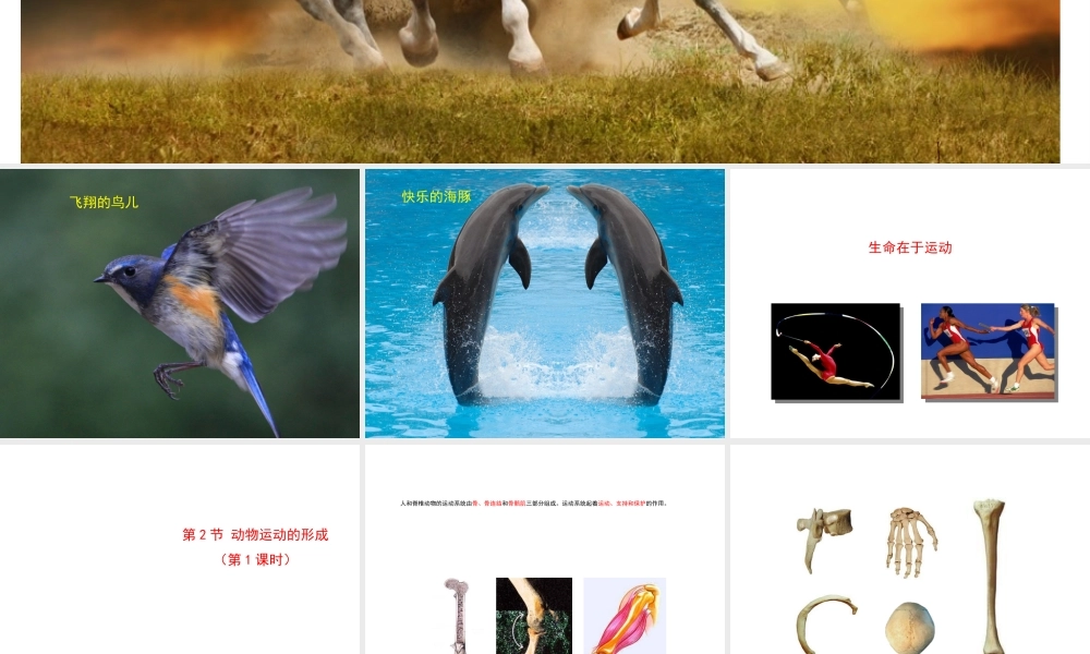 八年级生物上册 15.2 动物运动的形成课件（2）（新版）北师大版-（新版）北师大级上册生物课件