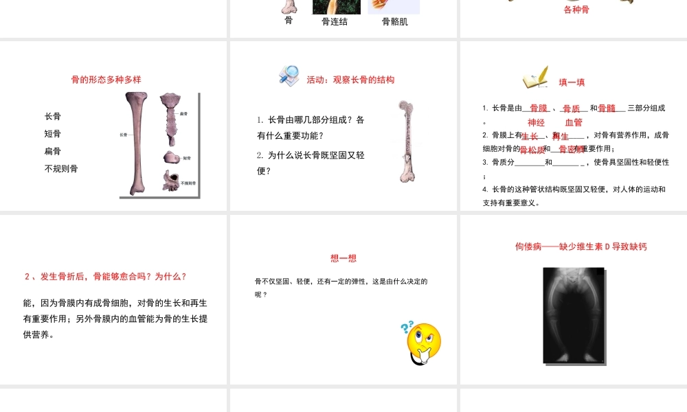八年级生物上册 15.2 动物运动的形成课件（2）（新版）北师大版-（新版）北师大级上册生物课件
