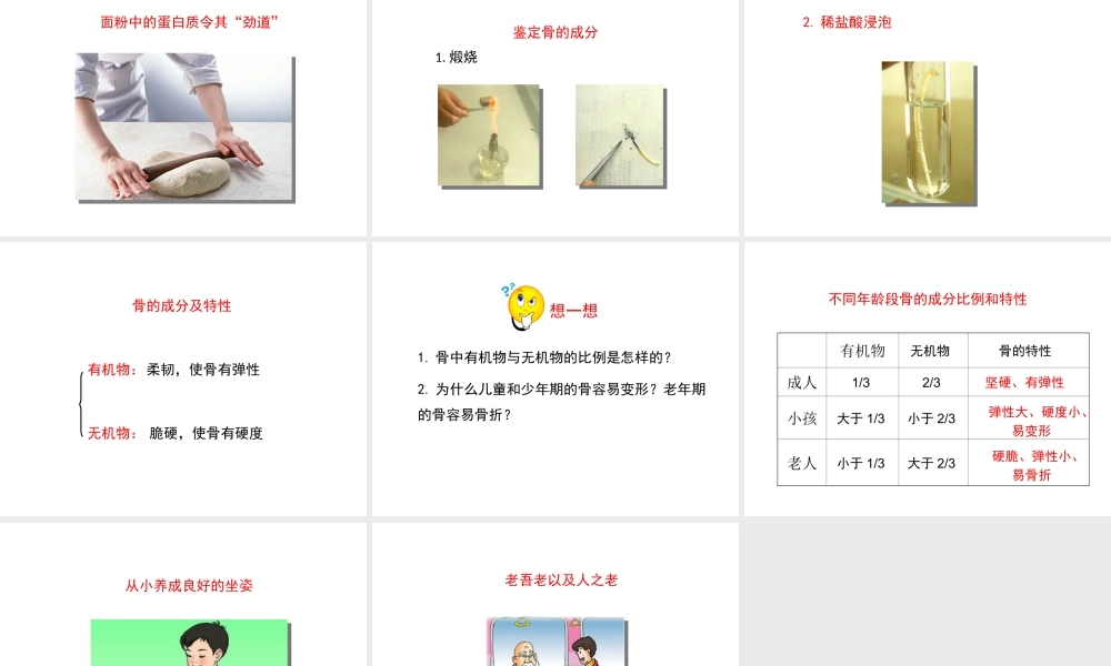 八年级生物上册 15.2 动物运动的形成课件（2）（新版）北师大版-（新版）北师大级上册生物课件