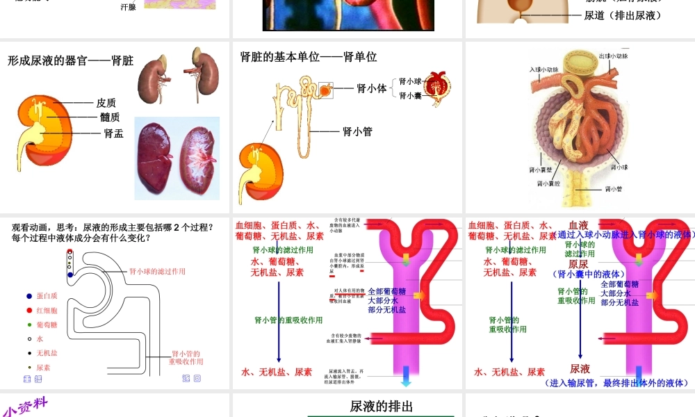八年级生物上册 15.2 人体内废物的排出教学课件 （新版）苏科版-人教级上册生物课件