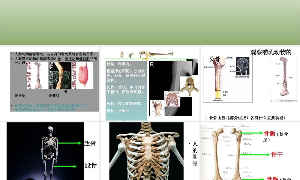 八年级生物上册 15.2《动物运动的形成》课件1 （新版）北师大版-（新版）北师大版初中八年级上册生物课件
