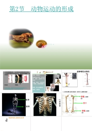 八年级生物上册 15.2《动物运动的形成》课件1 （新版）北师大版-（新版）北师大级上册生物课件