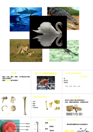 八年级生物上册 15.2《动物运动的形成》课件2 （新版）北师大版-（新版）北师大级上册生物课件
