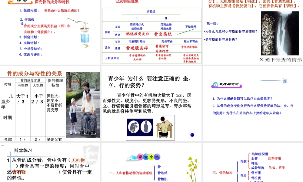 八年级生物上册 15.2《动物运动的形成》课件3 （新版）北师大版-（新版）北师大版初中八年级上册生物课件