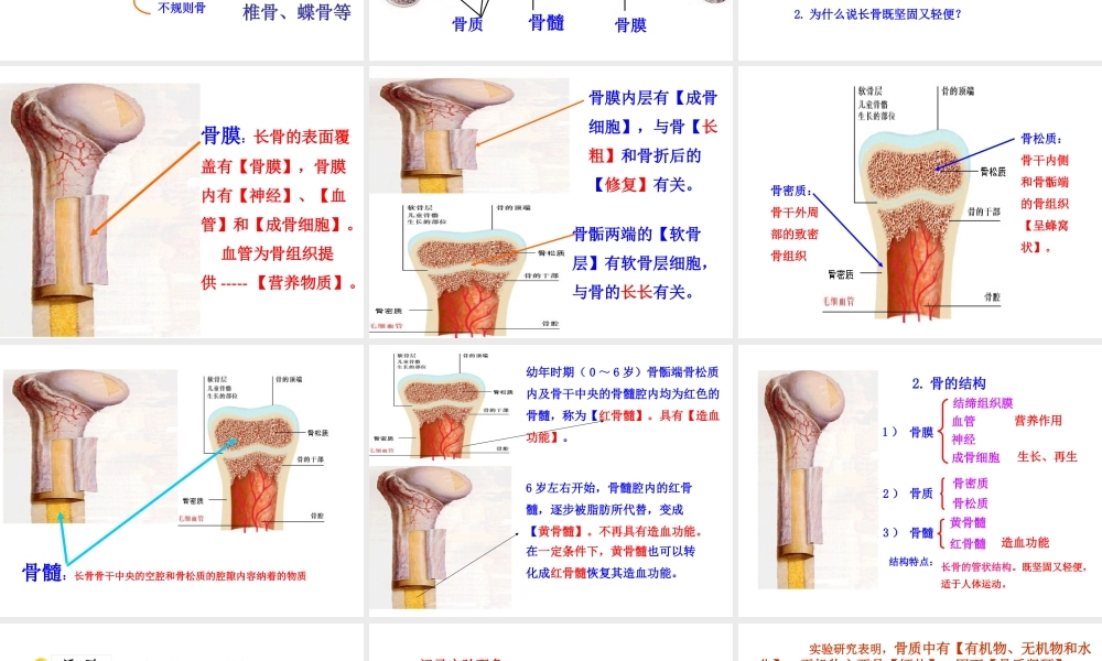 八年级生物上册 15.2《动物运动的形成》课件3 （新版）北师大版-（新版）北师大级上册生物课件