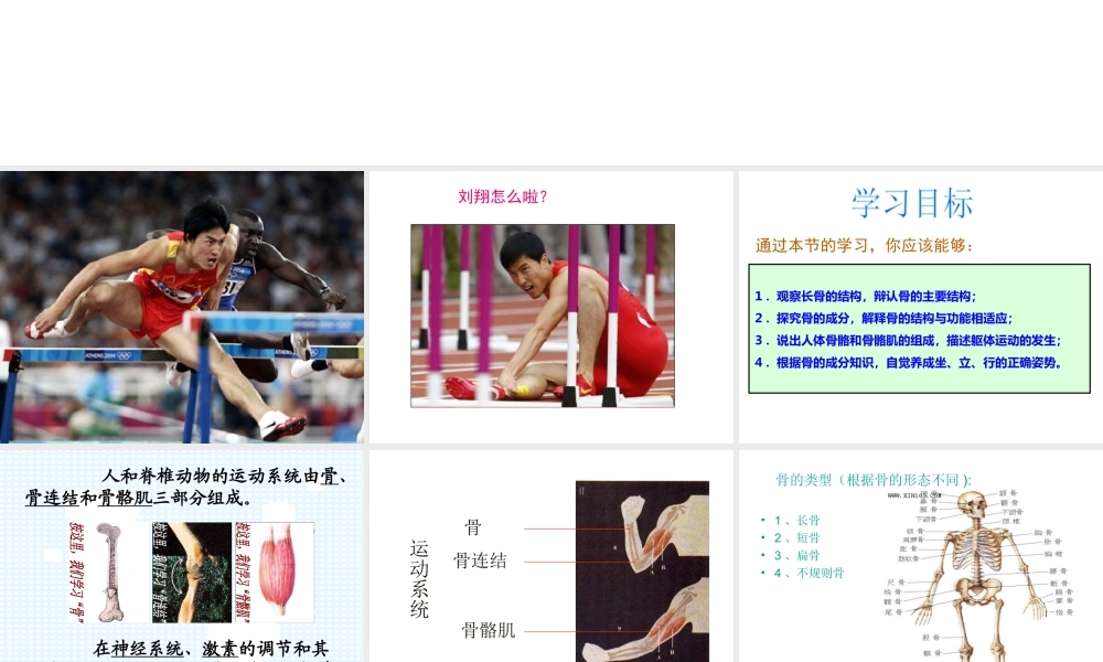 八年级生物上册 15.2《动物运动的形成》课件4 （新版）北师大版-（新版）北师大版初中八年级上册生物课件