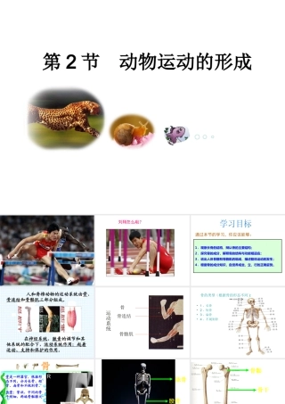 八年级生物上册 15.2《动物运动的形成》课件4 （新版）北师大版-（新版）北师大版初中八年级上册生物课件