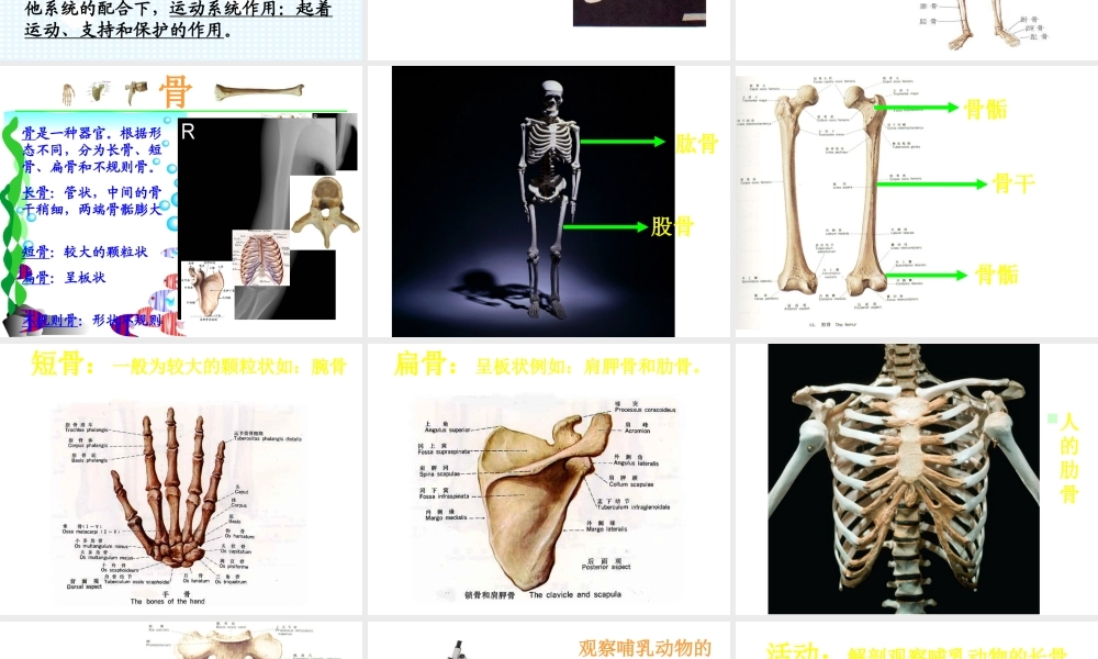 八年级生物上册 15.2《动物运动的形成》课件4 （新版）北师大版-（新版）北师大级上册生物课件
