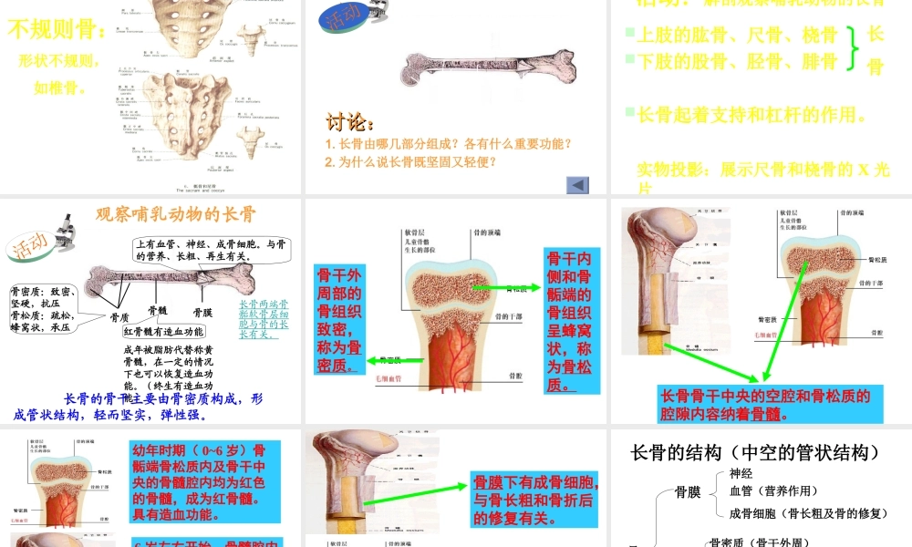 八年级生物上册 15.2《动物运动的形成》课件4 （新版）北师大版-（新版）北师大级上册生物课件
