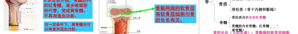 八年级生物上册 15.2《动物运动的形成》课件4 （新版）北师大版-（新版）北师大级上册生物课件