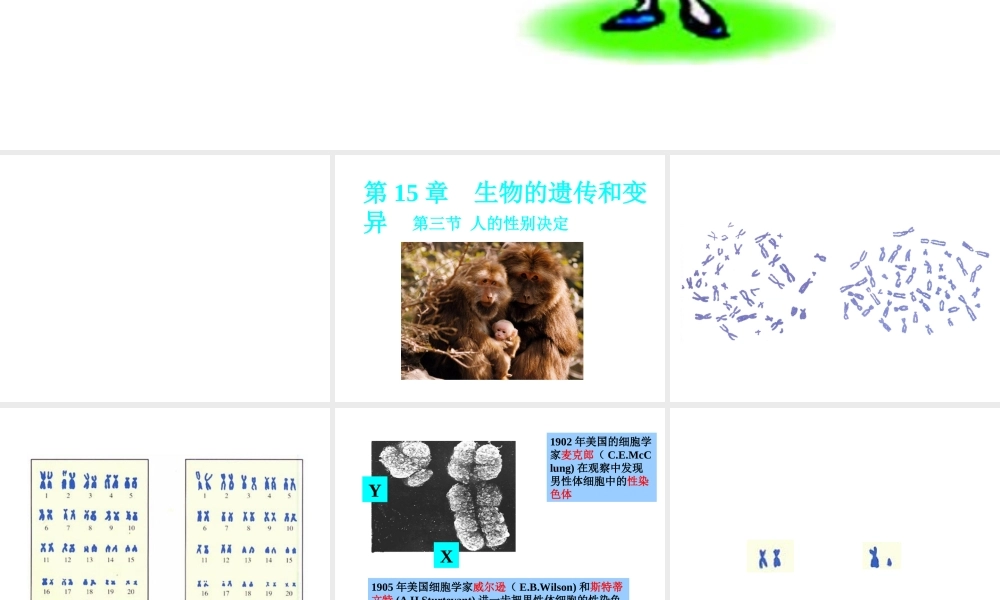 八年级生物上册 15.3人的性别决定课件1 苏教版