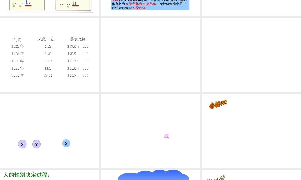 八年级生物上册 15.3人的性别决定课件1 苏教版