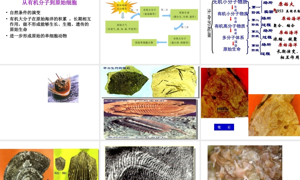 八年级生物上册 16.1 生命的诞生课件 （新版）苏教版-（新版）苏教版初中八年级上册生物课件