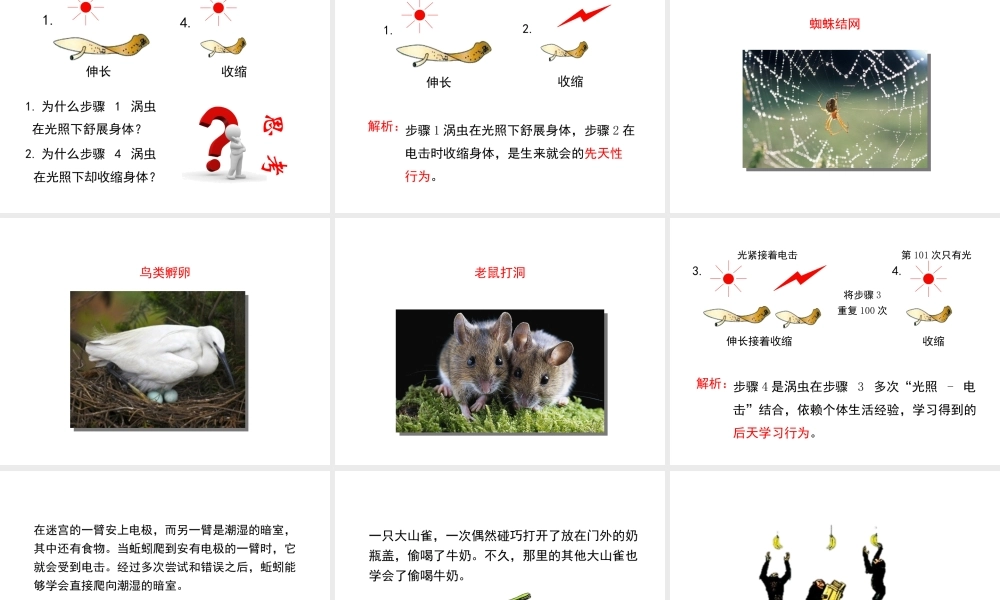 八年级生物上册 16.1 先天性行为和后天学习行为课件（2）（新版）北师大版-（新版）北师大级上册生物课件