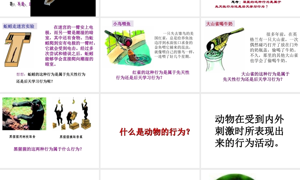 八年级生物上册 16.1《先天性行为和后天学习行为》课件1 （新版）北师大版-（新版）北师大级上册生物课件