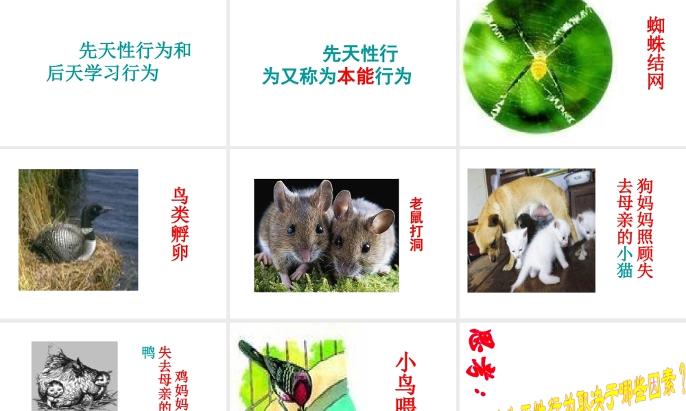 八年级生物上册 16.1《先天性行为和后天学习行为》课件1 （新版）北师大版-（新版）北师大级上册生物课件