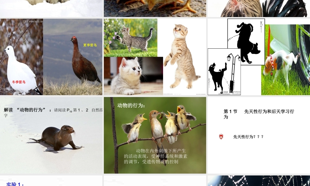 八年级生物上册 16.1《先天性行为和后天学习行为》课件4 （新版）北师大版-（新版）北师大级上册生物课件