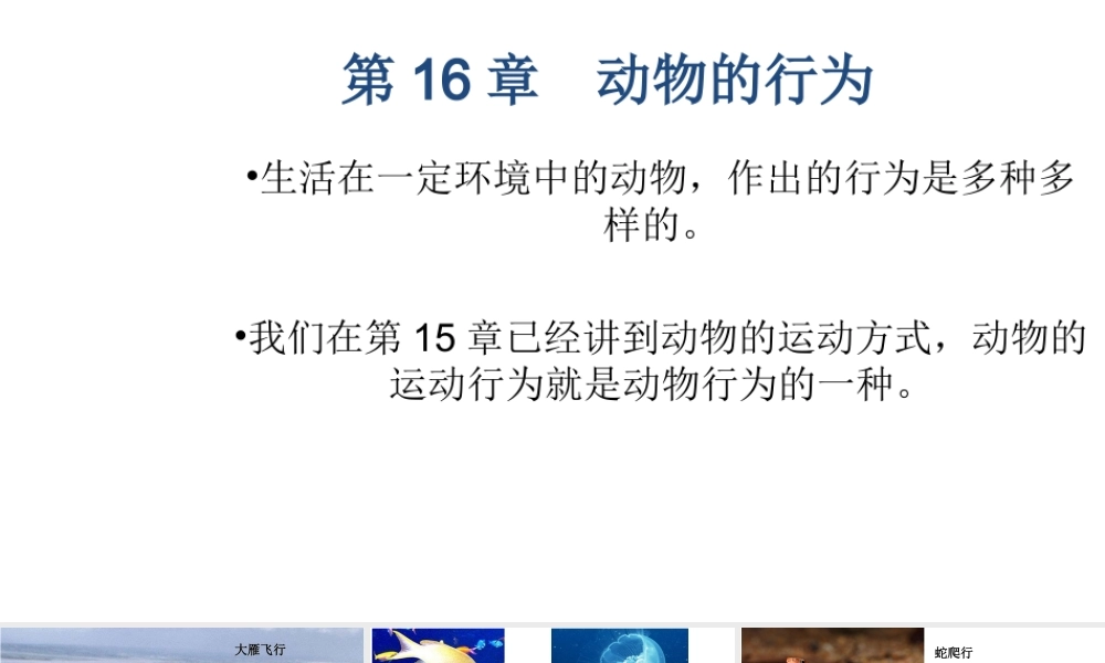 八年级生物上册 16.1《先天性行为和后天学习行为》课件5 （新版）北师大版-（新版）北师大版初中八年级上册生物课件