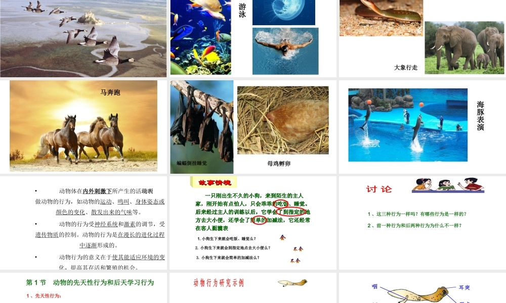 八年级生物上册 16.1《先天性行为和后天学习行为》课件5 （新版）北师大版-（新版）北师大级上册生物课件