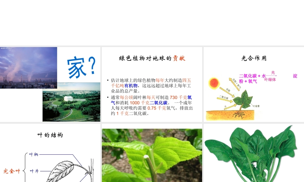 八年级生命科学下册 第4章 第1节 植物 叶的结构和功能课件 上海版-上海版初中八年级下册自然科学课件