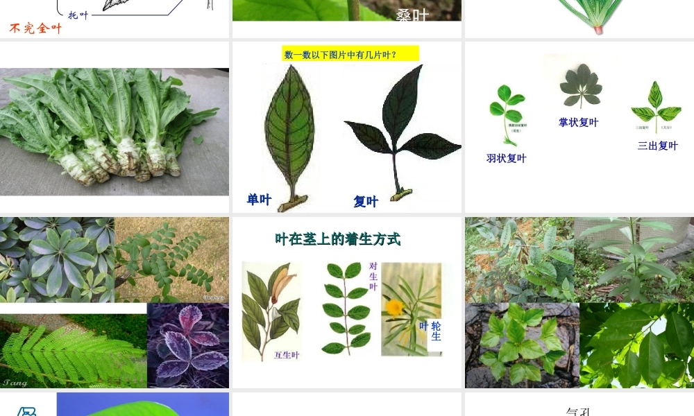 八年级生命科学下册 第4章 第1节 植物 叶的结构和功能课件 上海版-上海版初中八年级下册自然科学课件