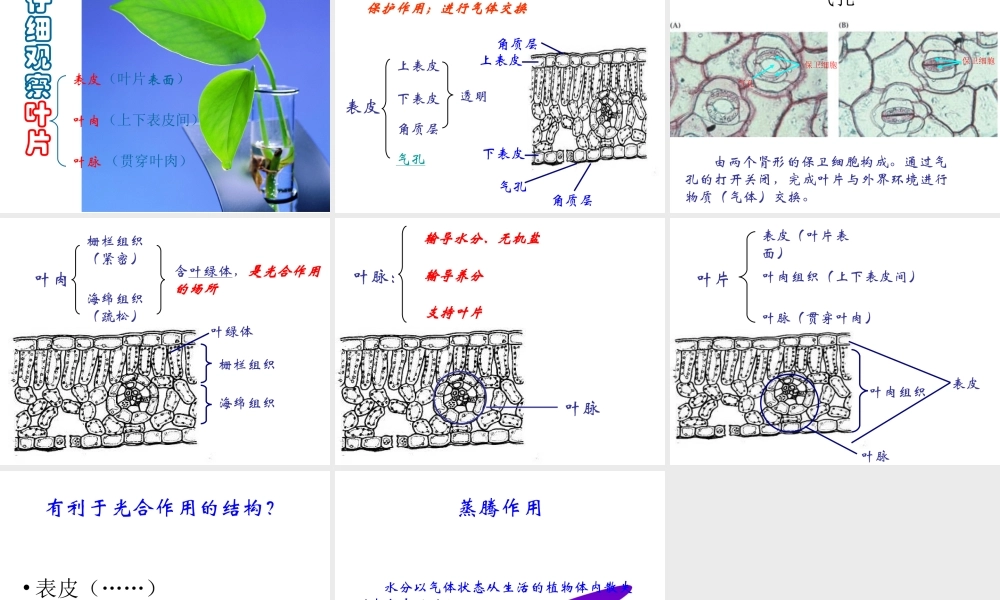 八年级生命科学下册 第4章 第1节 植物 叶的结构和功能课件 上海版-上海版初中八年级下册自然科学课件