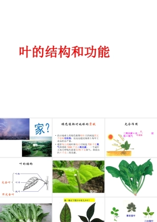 八年级生命科学下册 第4章 第1节 植物 叶的结构和功能课件 上海版-上海版初中八年级下册自然科学课件