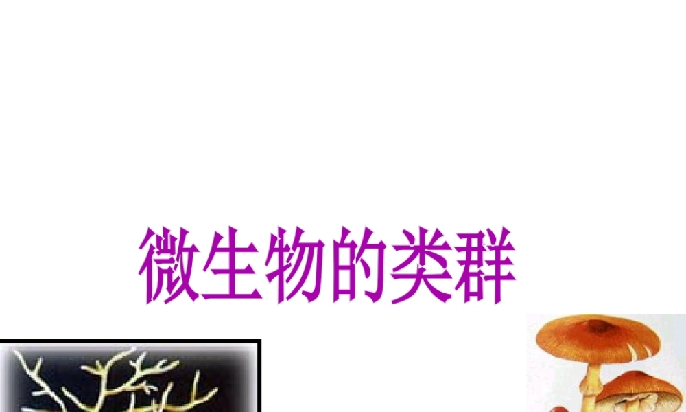 八年级生命科学下册 第4章 第3节 微生物 微生物的基本类群课件 上海版-上海版初中八年级下册自然科学课件