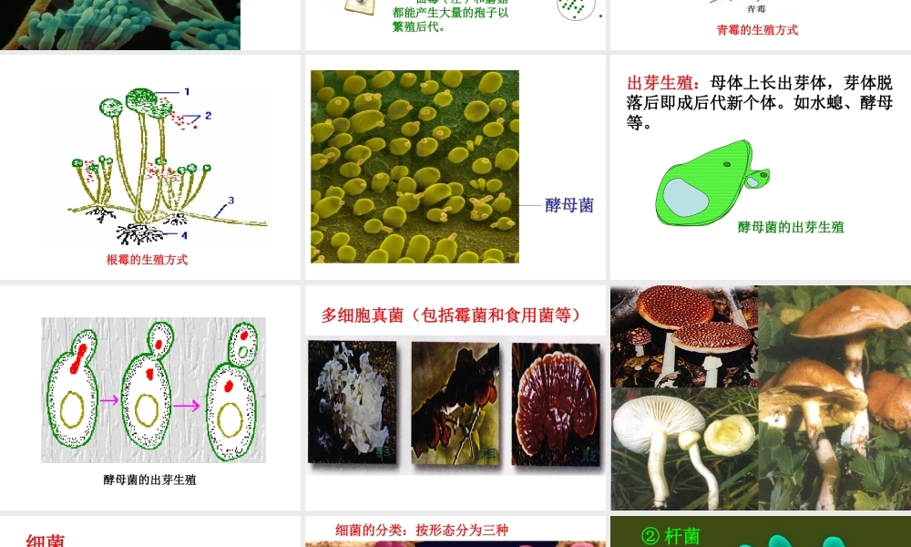 八年级生命科学下册 第4章 第3节 微生物 微生物的基本类群课件 上海版-上海版初中八年级下册自然科学课件