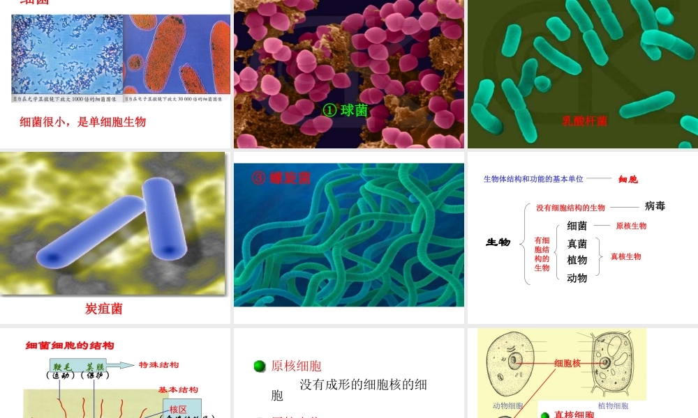 八年级生命科学下册 第4章 第3节 微生物 微生物的基本类群课件 上海版-上海版初中八年级下册自然科学课件