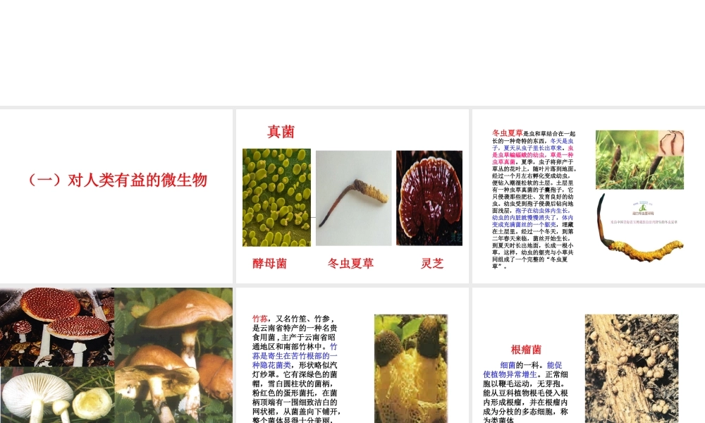 八年级生命科学下册 第4章 第3节 微生物 微生物与人类的关系课件 上海版-上海版初中八年级下册自然科学课件