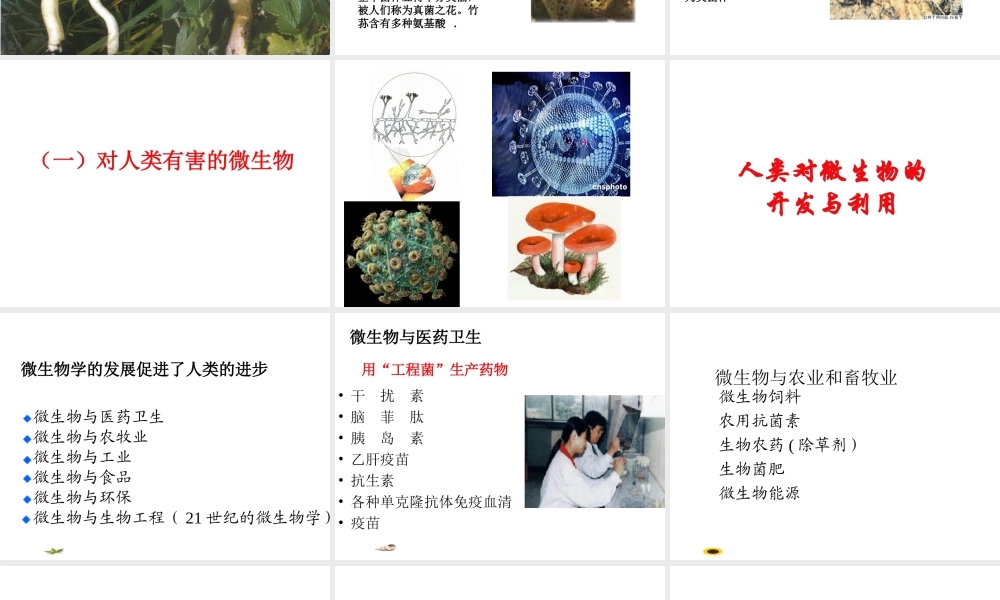 八年级生命科学下册 第4章 第3节 微生物 微生物与人类的关系课件 上海版-上海版初中八年级下册自然科学课件