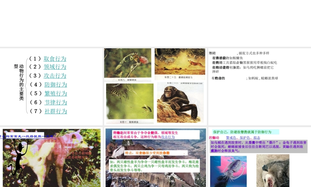 八年级生物上册 16.2 动物行为的主要类型课件 北师大版