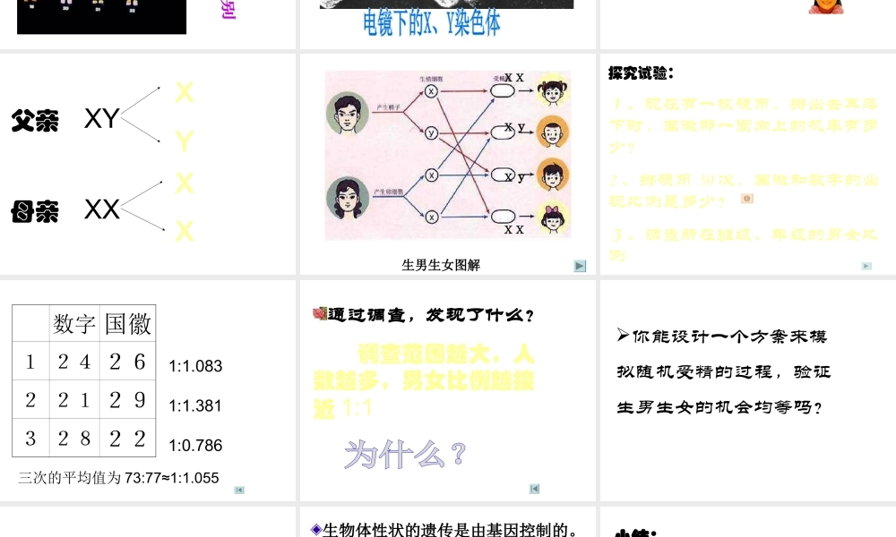 八年级生物 的遗传和变异之人的性别遗传课件 苏教版