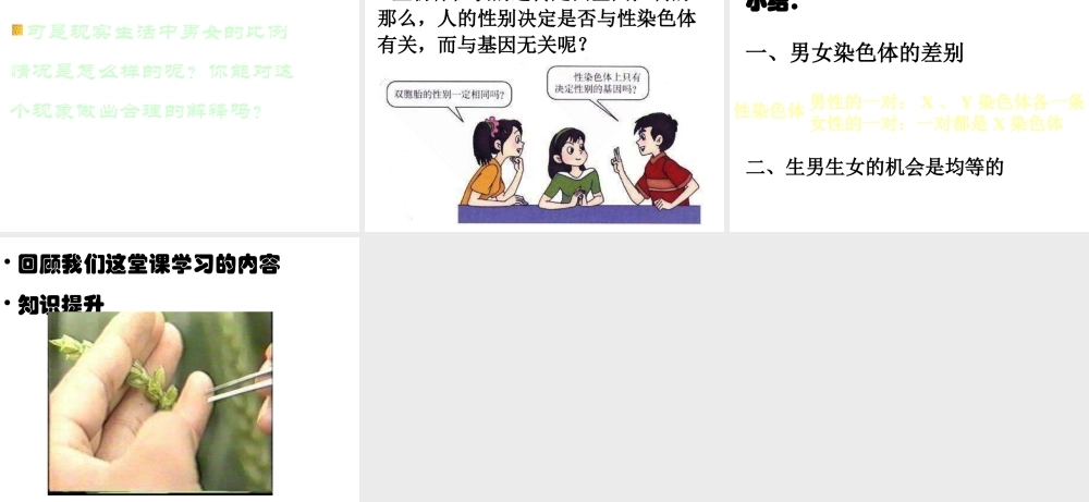 八年级生物 的遗传和变异之人的性别遗传课件 苏教版