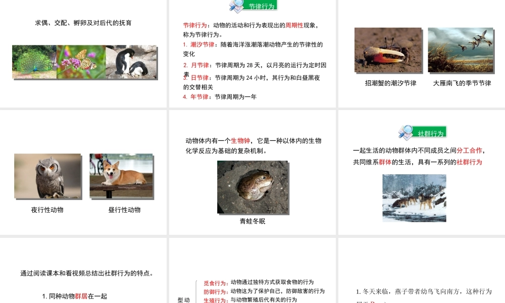 八年级生物上册 16.2 动物行为的主要类型课件（1）（新版）北师大版