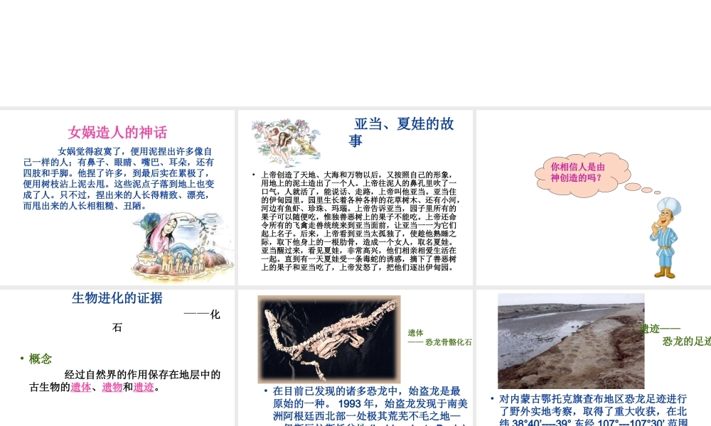 八年级生物上册 16.2 生物进化的历程课件 （新版）苏教版-（新版）苏教版初中八年级上册生物课件