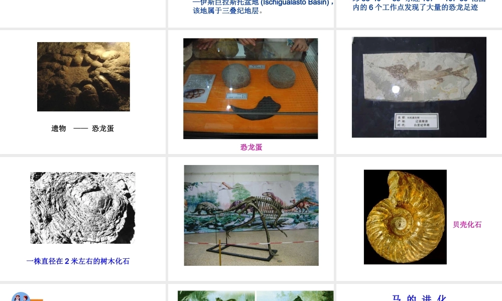 八年级生物上册 16.2 生物进化的历程课件 （新版）苏教版-（新版）苏教版初中八年级上册生物课件