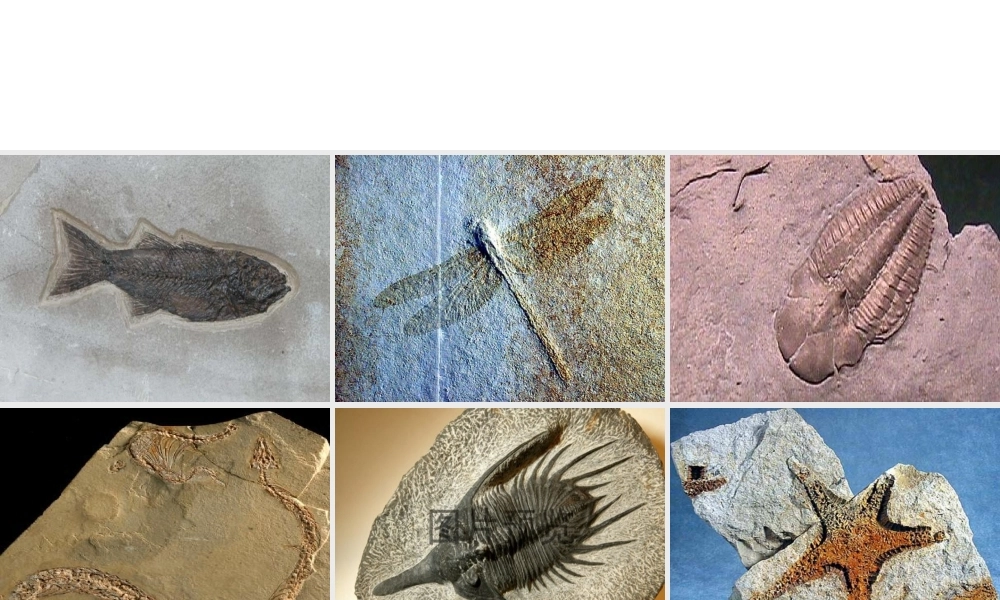 八年级生物 第二节生物进化的证据课件 冀教版