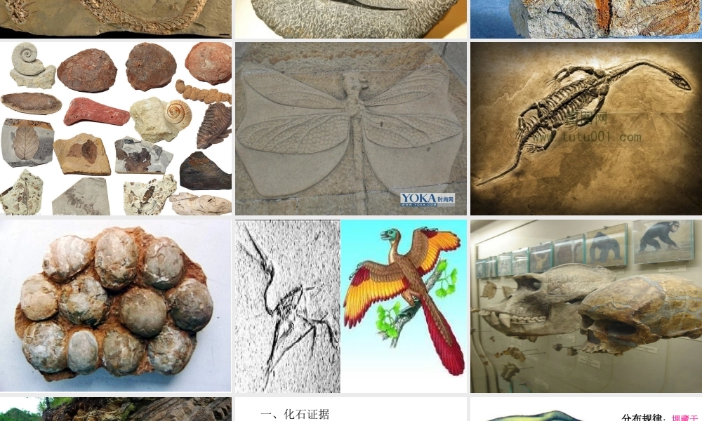 八年级生物 第二节生物进化的证据课件 冀教版