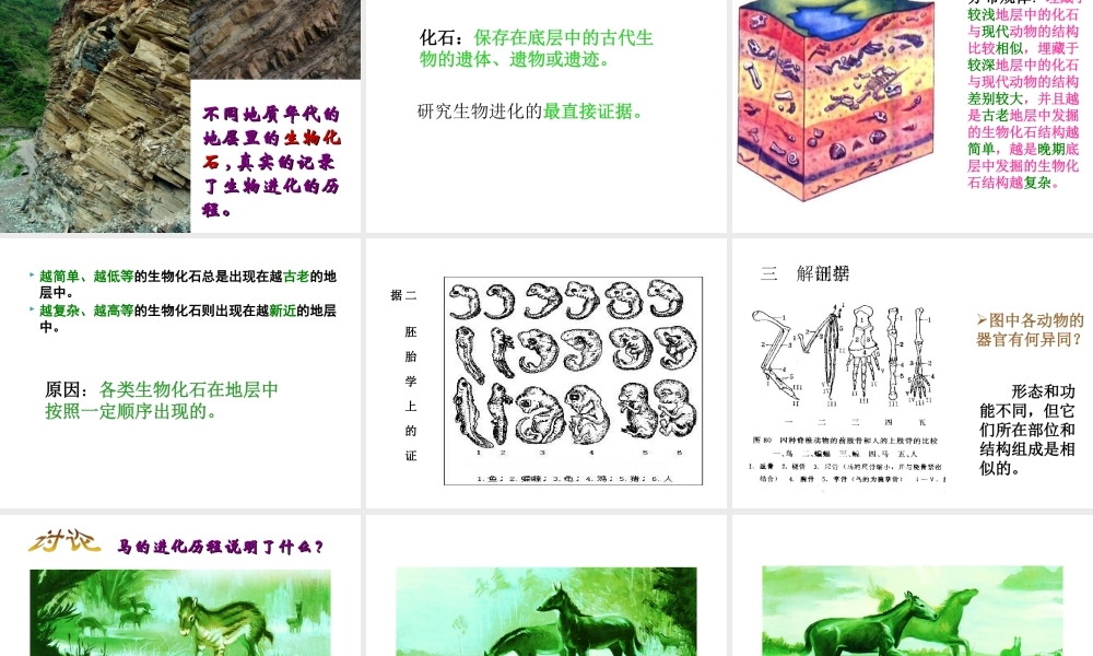 八年级生物 第二节生物进化的证据课件 冀教版