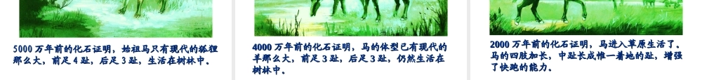 八年级生物 第二节生物进化的证据课件 冀教版