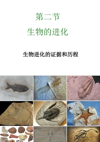 八年级生物 第二节生物进化的证据课件 冀教版