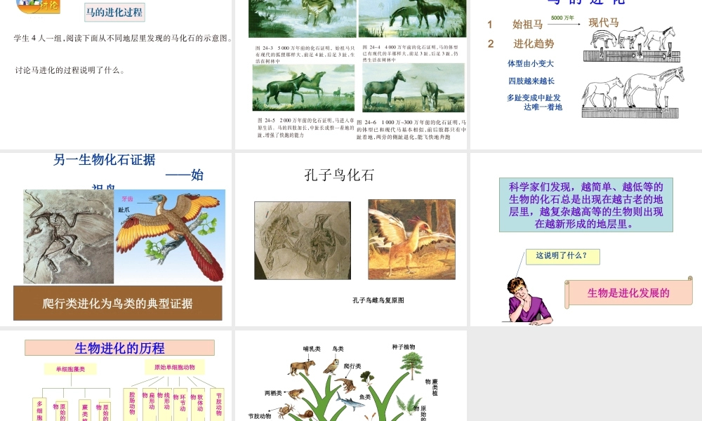 八年级生物上册 16.2 生物进化的历程课件 （新版）苏教版-（新版）苏教级上册生物课件