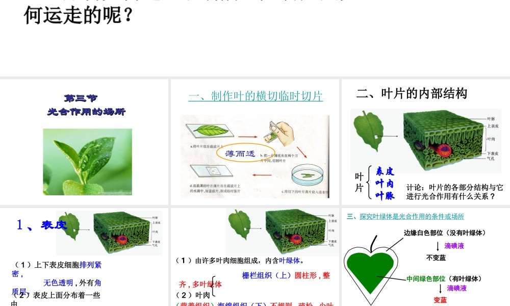 八年级生物 第四章第三节光合作用的场所课件 冀教版