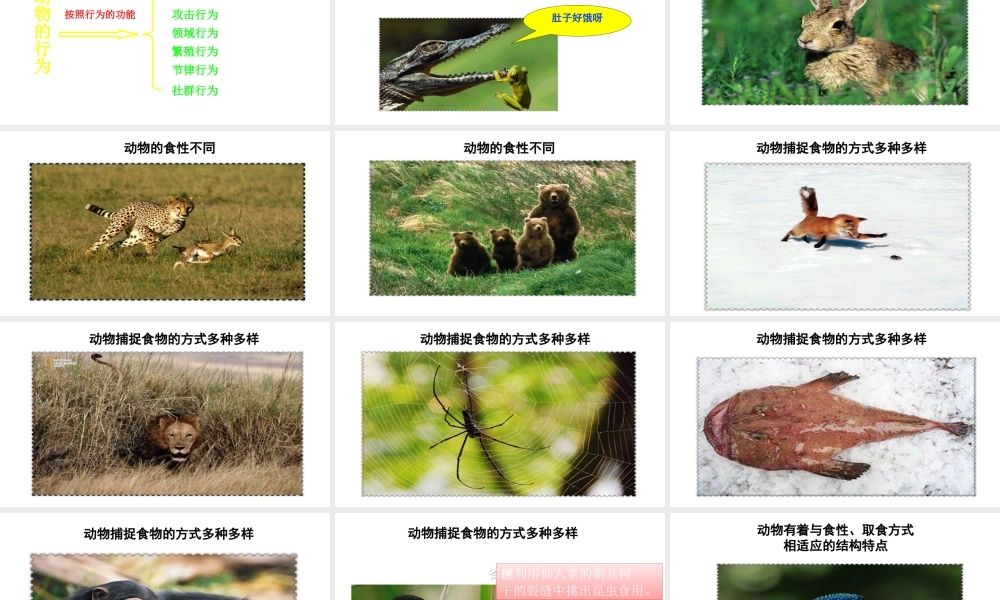 八年级生物上册 16.2《动物行为的主要类型》课件1 （新版）北师大版-（新版）北师大版初中八年级上册生物课件