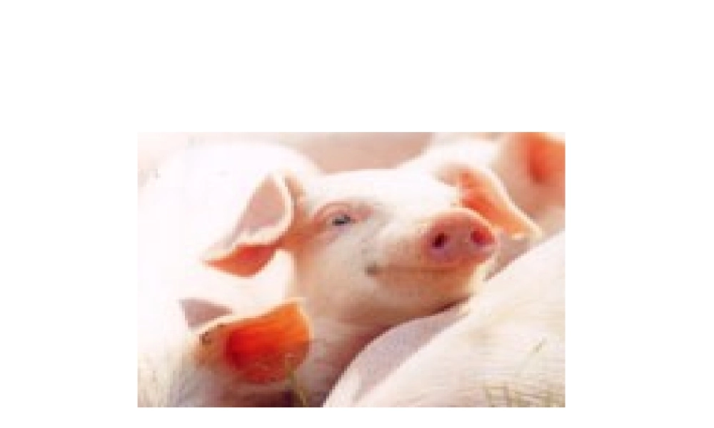 八年级生物 第五节 生物的变异课件 人教新课标版