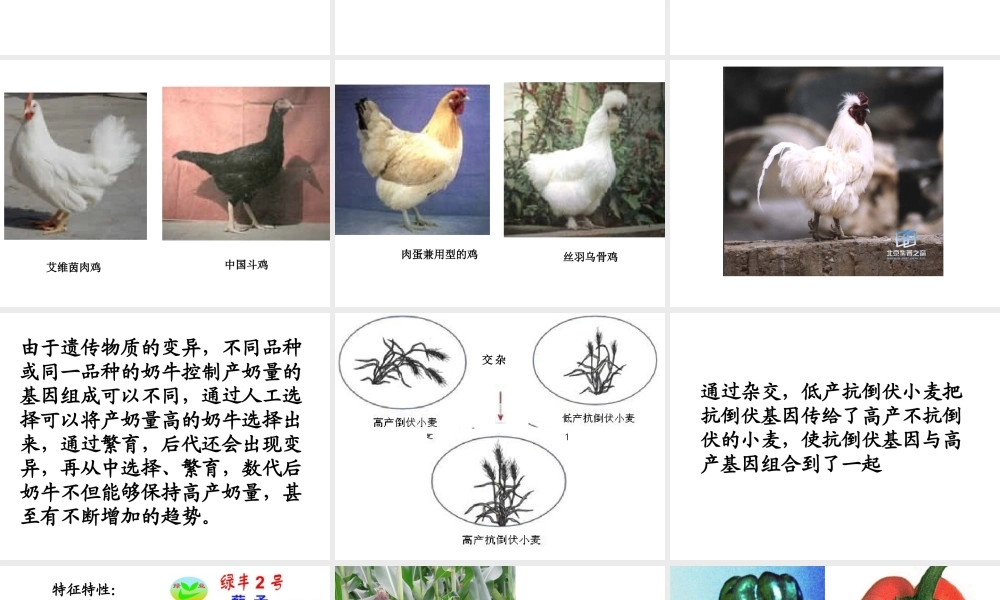 八年级生物 第五节 生物的变异课件 人教新课标版