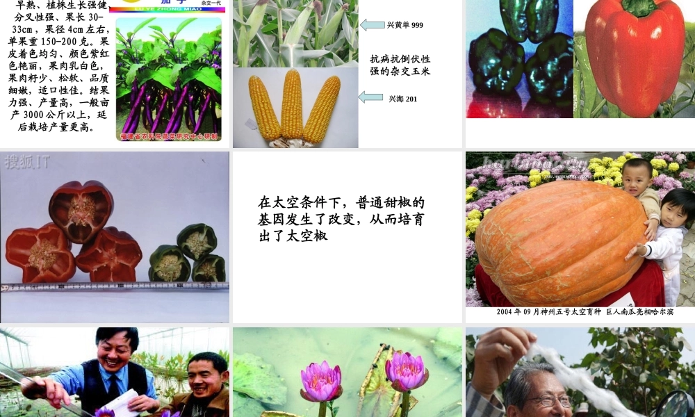 八年级生物 第五节 生物的变异课件 人教新课标版